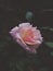 Cute shot of a lovely rose ðŸŒ¹