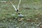 Cute shot of two Arctic terns feeding each other in the middle of a field