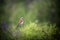 Cute shrike sitting on tree branch