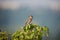 Cute shrike sitting on tree branch