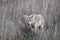 Cute Shy Coyote In Northern California Wetlands High Quality