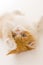 Cute Siamese cat