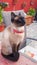 Cute siamese cat with red necklace
