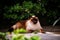 Cute siamese cat, sleepy outdoors with green vegetation, feline animals