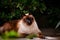 Cute siamese cat, sleepy outdoors with green vegetation, feline animals