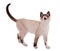 Cute siamese cat standing