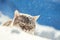 Cute Siamese cat walks in deep snow