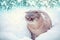 Cute Siamese cat walks in deep snow