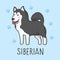 Cute Siberian cartoon hand drawn style