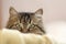 cute Siberian cat peeps out from behind furniture, cat is watching, concept of pets