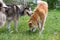 Cute siberian husky and akita inu puppy are playing on a green grass in the park. Pet animals