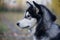 Cute siberian husky close up. Pet animals