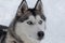 Cute siberian husky close up. Pet animals