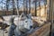 Cute Siberian Husky dog in cage farm in winter