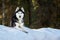 Cute siberian husky dog lies on the snow in winter forest. Sunny portrait of noble husky dog on the background of a dark
