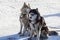 Cute Siberian Husky dogs sit in dog sledge farm in winter