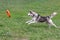 Cute siberian husky is jumping behind the doggie ring. Pet animals