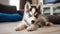 Cute Siberian Husky lounging on a white carpet in the living room, Ai Generated