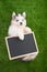 Cute siberian husky lying and holding blackboard