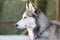 Cute Siberian Husky outdoors, backyard, summerhouse, golden hour