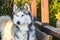 Cute Siberian Husky outdoors, backyard, summerhouse, golden hour