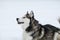 Cute Siberian Husky outdoors, in winter, lots of snow, freezing weather