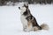 Cute Siberian Husky outdoors, in winter, lots of snow, freezing weather