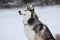 Cute Siberian Husky outdoors, in winter, lots of snow, freezing weather