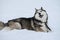 Cute Siberian Husky outdoors, in winter, lots of snow, freezing weather