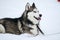 Cute Siberian Husky outdoors, in winter, lots of snow, freezing weather