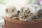 Cute siberian husky and persian cat lying