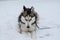 Cute Siberian husky is playing outdoors, in the snow