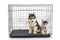 Cute siberian husky puppies in the cage on white background,isol