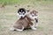 Cute siberian husky puppy on green grass