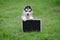 Cute siberian husky puppy holding black board