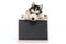 Cute siberian husky puppy holding chalk board isolated