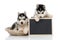 Cute siberian husky puppy holding chalk board isolated