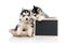 Cute siberian husky puppy holding chalk board isolated