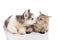 Cute siberian husky puppy kissing cute kitten