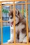 Cute siberian husky puppy in the playground. dog jumps on the playground