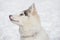 Cute siberian husky puppy is sitting on the white snow. Three month old. Pet animals