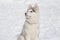 Cute siberian husky puppy is sitting on the white snow. Three month old. Pet animals