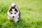 Cute siberian husky puppy walking on green grass