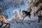 Cute Siberian Husky running in the snowy area, Tauplitzalm, Austria