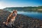 Cute Siberian husky sits on bank against blue clear sky. Brown husky dog on walk in warm evening. Summer peaceful landscape.