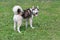 Cute siberian husky is standing on a green grass in the park. Pet animals