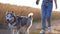 Cute siberian husky walking in front of her female owner along trail near wheat field. Feet of young girl going with her