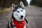 Cute Siberian Husky wearing red bandana, sitting on the road