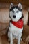 Cute Siberian Husky wearing red bandana, sitting in the room