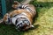 Cute siberian tiger cub lying on grass and sleeping. Tired tiger